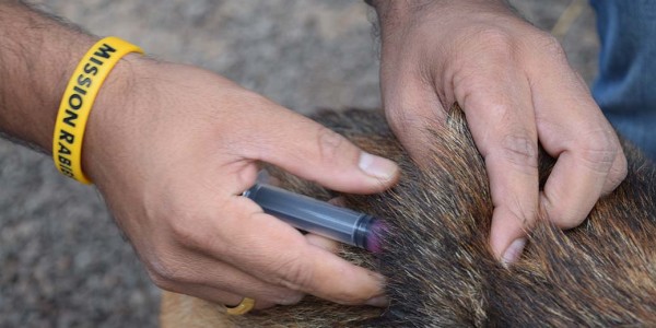 Preventing-rabies-by-vaccinating-dogs-600x300