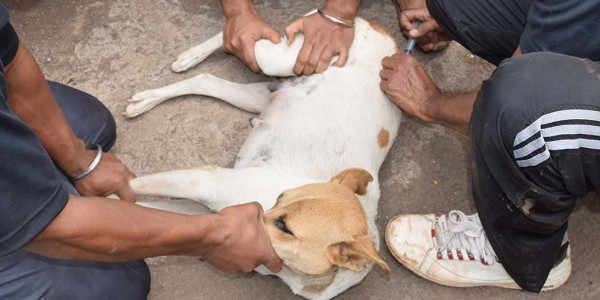 Vaccination-of-street-dogs-600x300