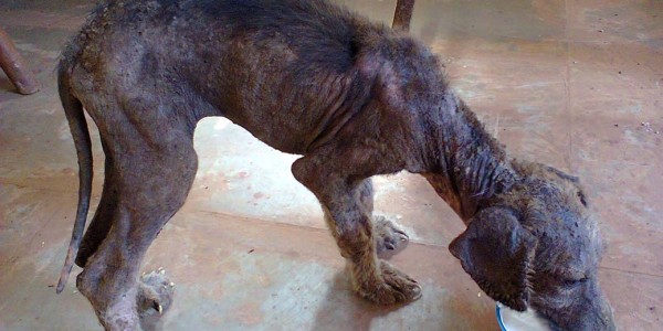 dog-rescued-with-severe-mange-600x300