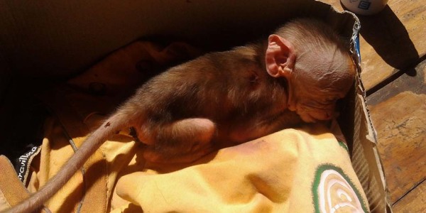 rescue-of-a-baby-macaque-600x300